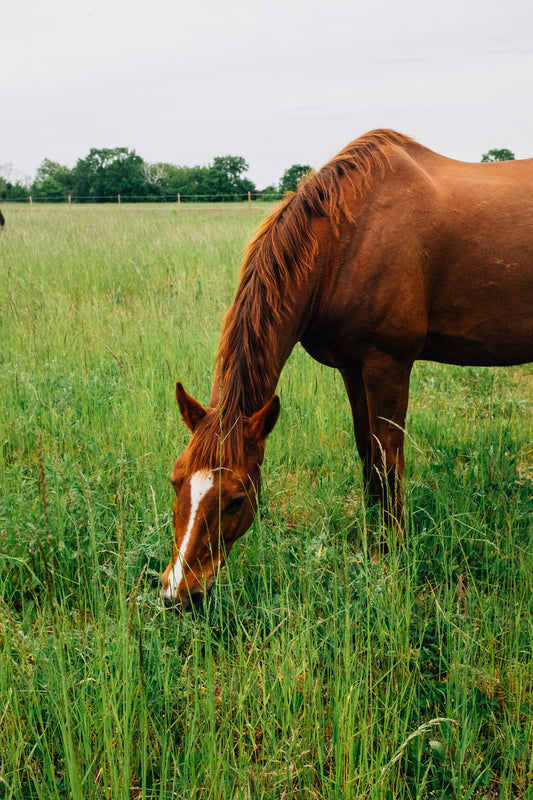 Healthy Horse Treats - Fall Of 2025
