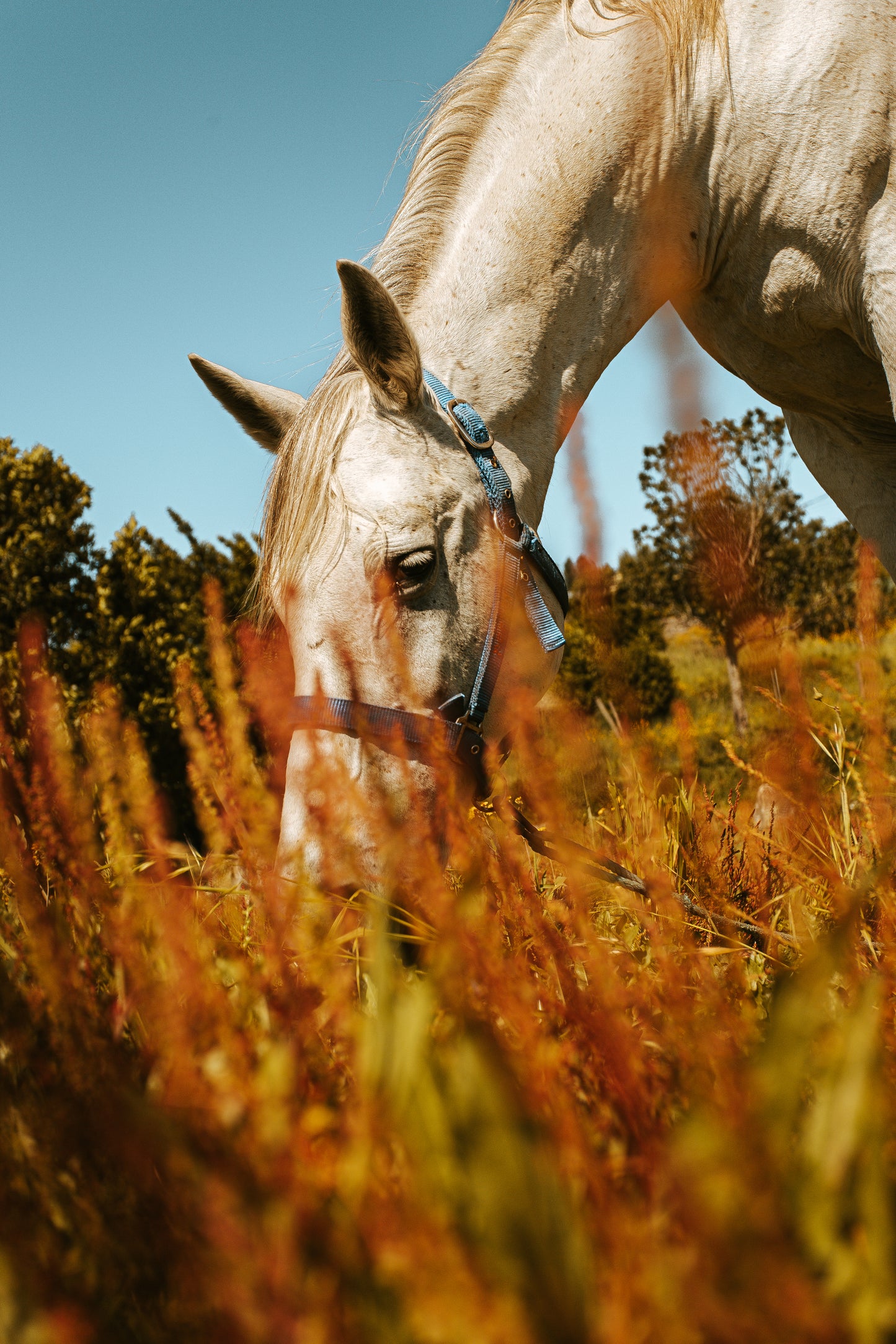 Healthy Horse Treats - Fall Of 2025